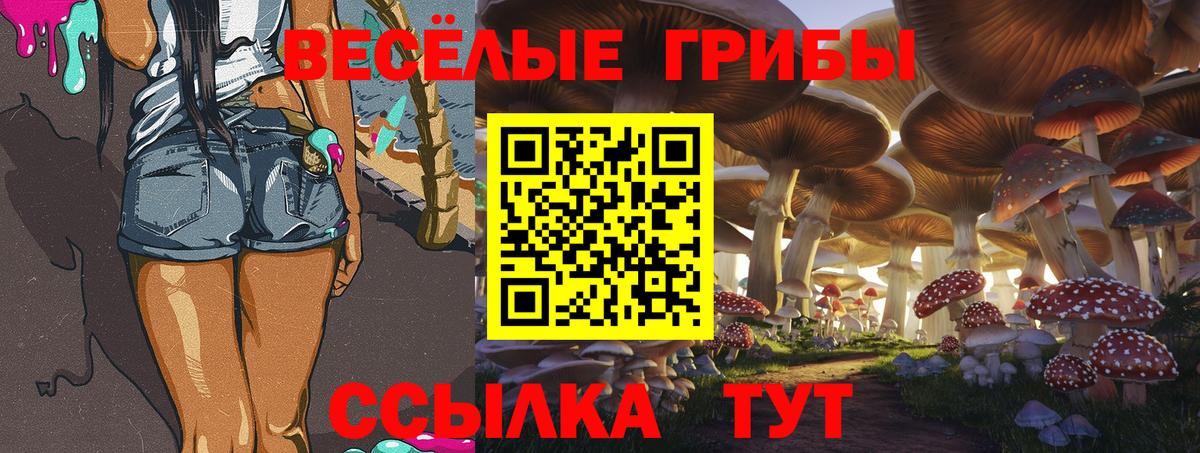 Псилоцибиновые грибы Psilocybe Канаш